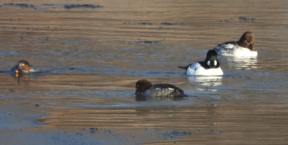 Common Goldeneye - ML646905850