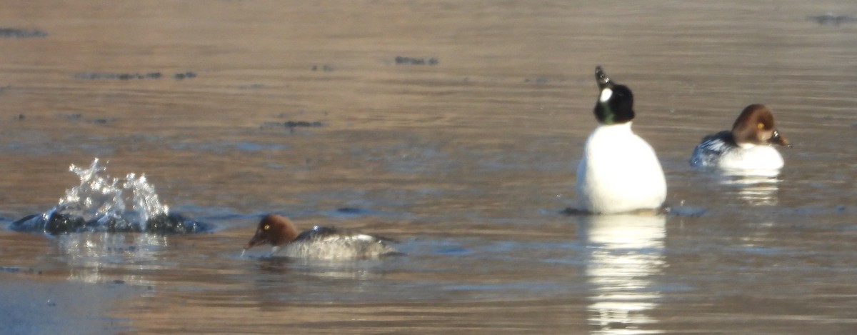 Common Goldeneye - ML646905851