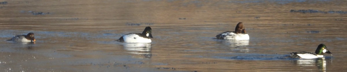 Common Goldeneye - ML646905852