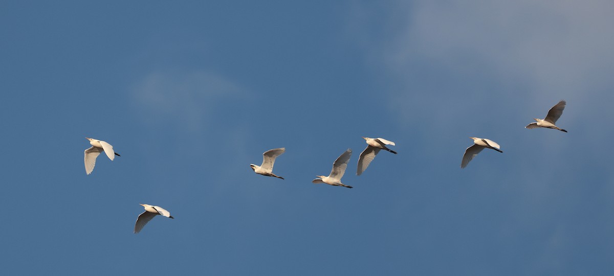 Koartzatxo itzaina - ML646905854