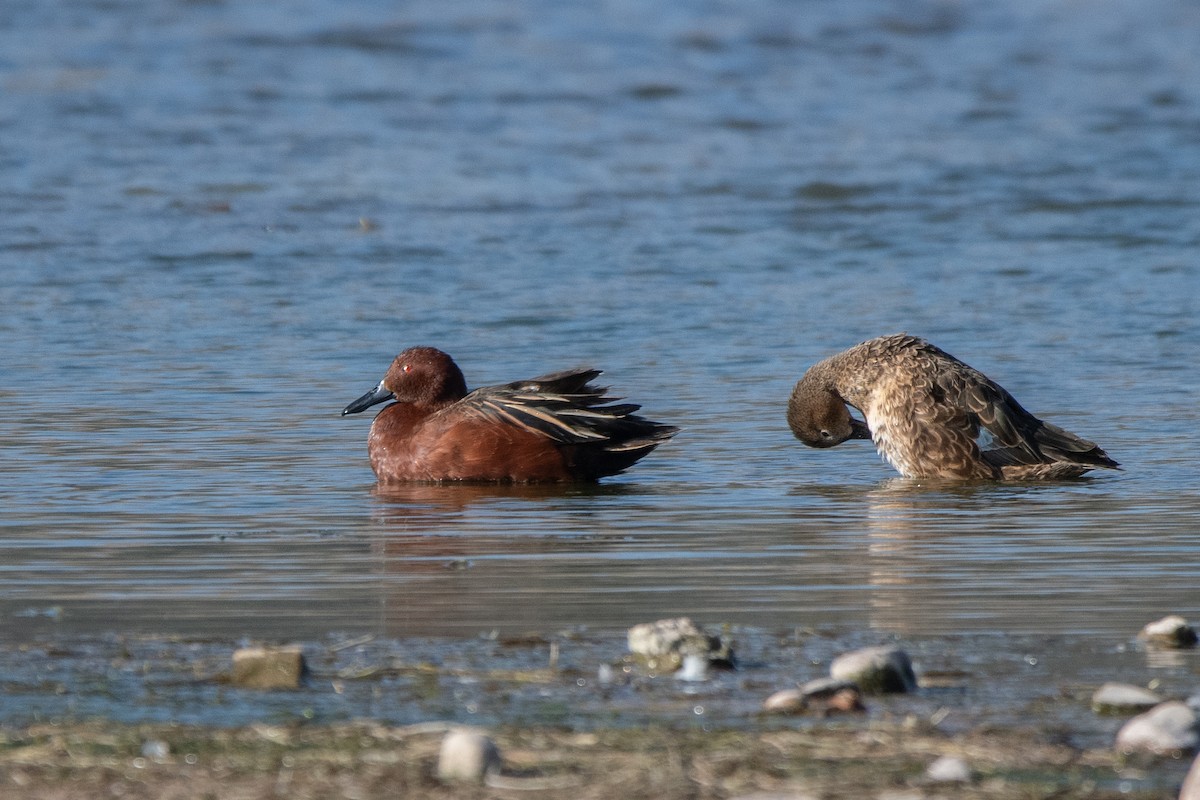 שרשיר קינמון - ML646905856