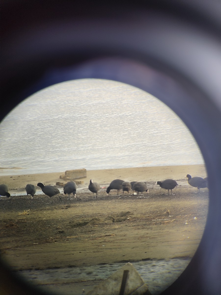 オオバン - ML646905859