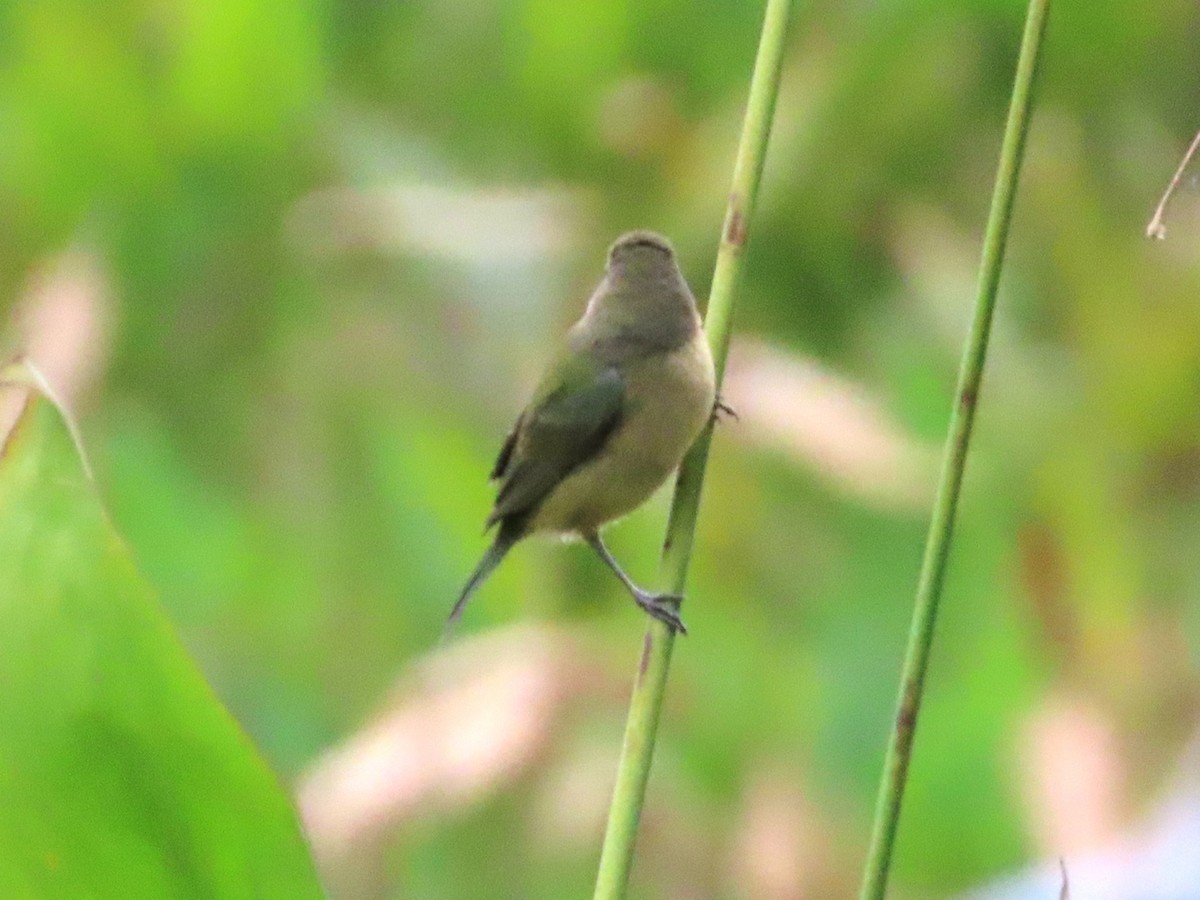 Boyalı Çinte - ML646905861