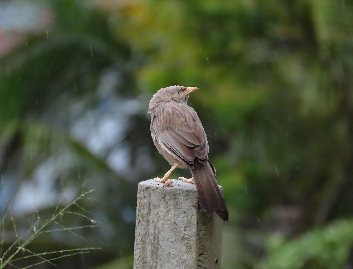 Yellow-billed Babbler - ML646905863