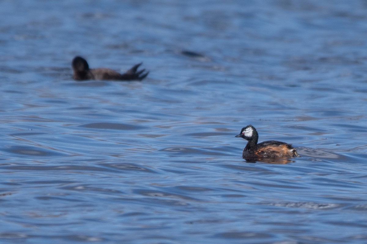 White-tufted Grebe - ML646905871