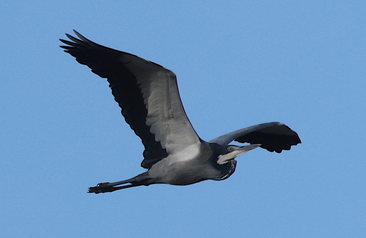 Héron mélanocéphale - ML646905872