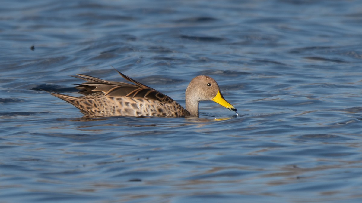 gulnebbstjertand - ML646905878