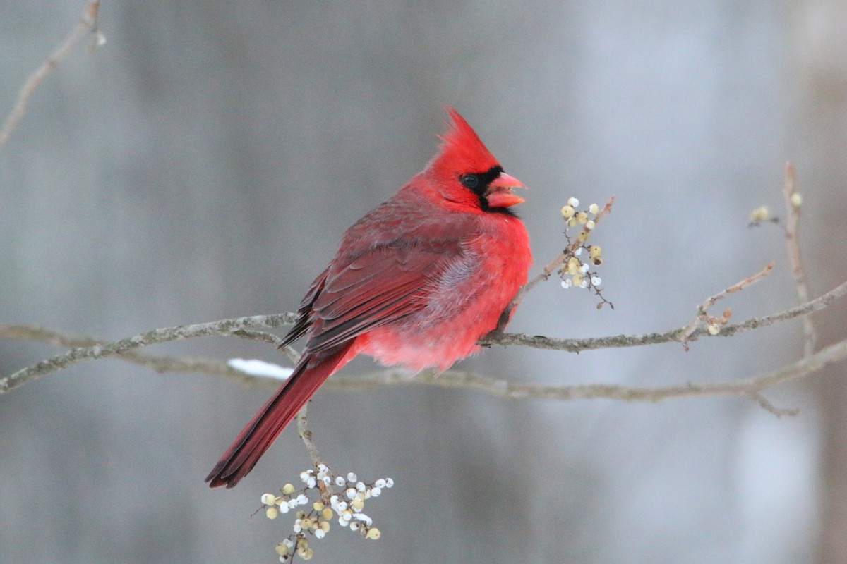 Cardinal rouge - ML646905881