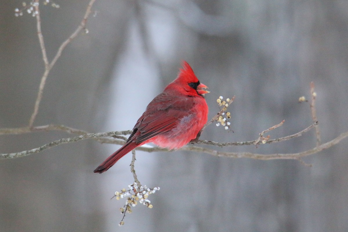 Cardinal rouge - ML646905882