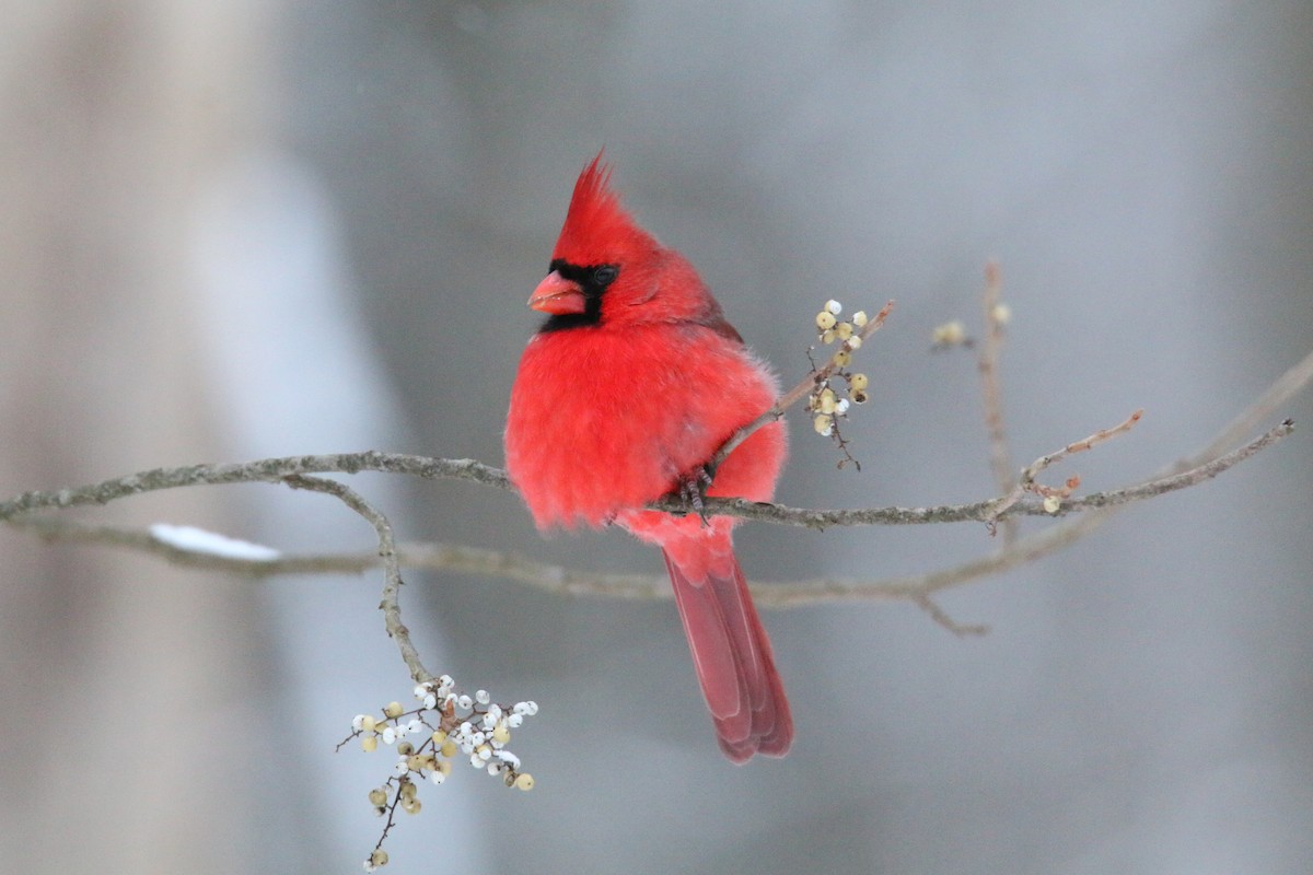 Cardinal rouge - ML646905883