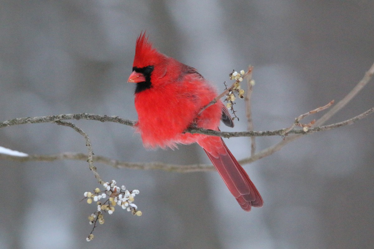 Cardinal rouge - ML646905884