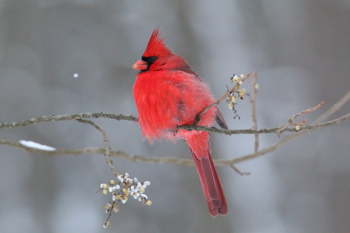 Cardinal rouge - ML646905885