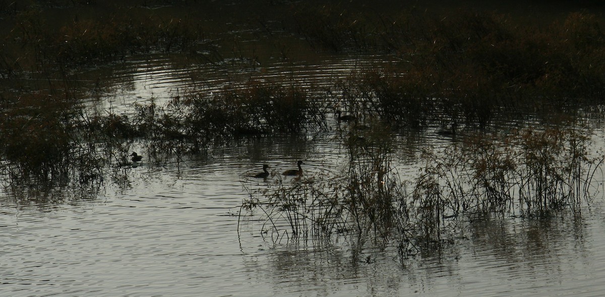 Lesser Whistling-Duck - ML646905886