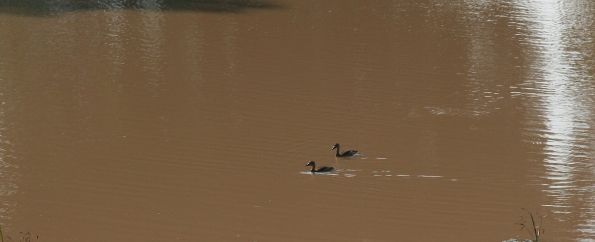 Lesser Whistling-Duck - ML646905887