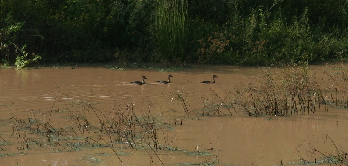 Lesser Whistling-Duck - ML646905889