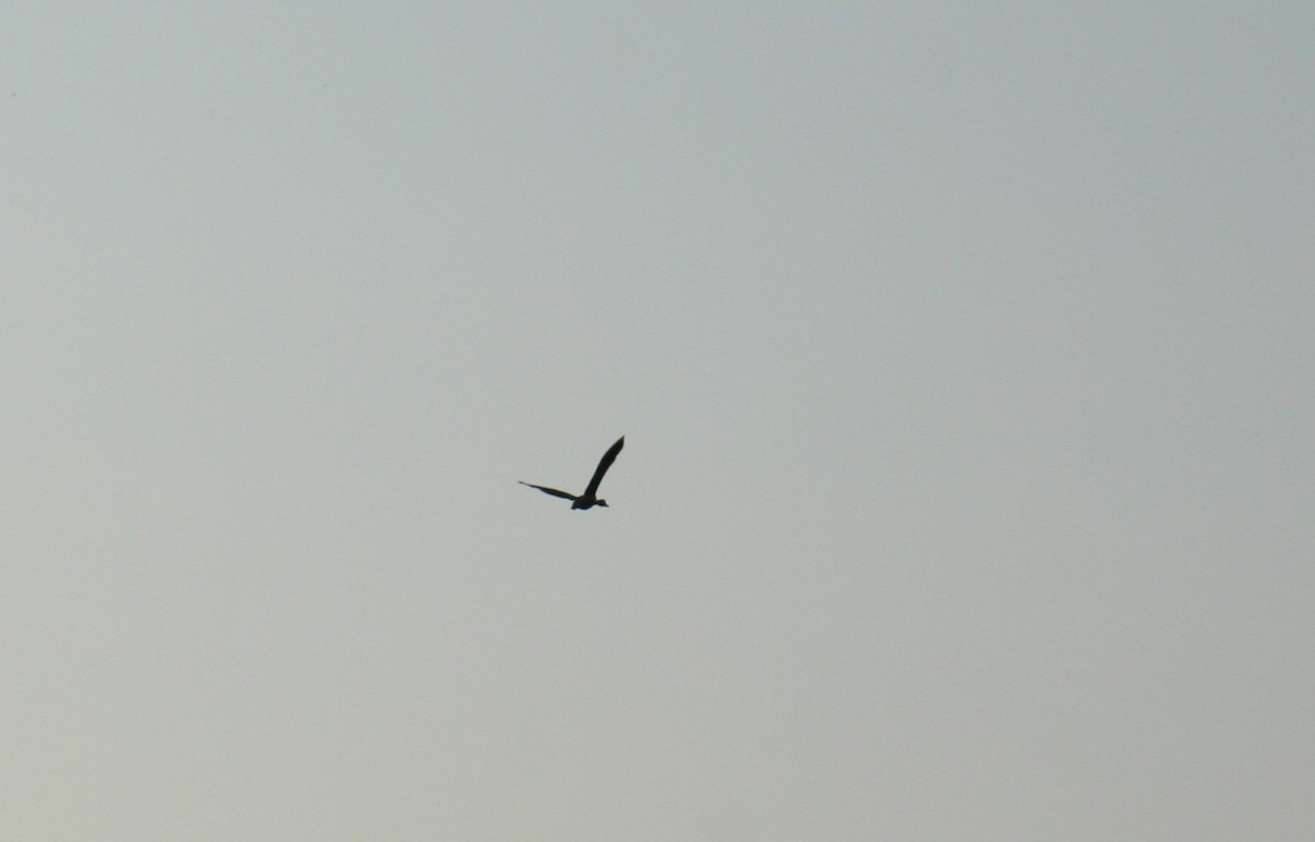 Lesser Whistling-Duck - ML646905890