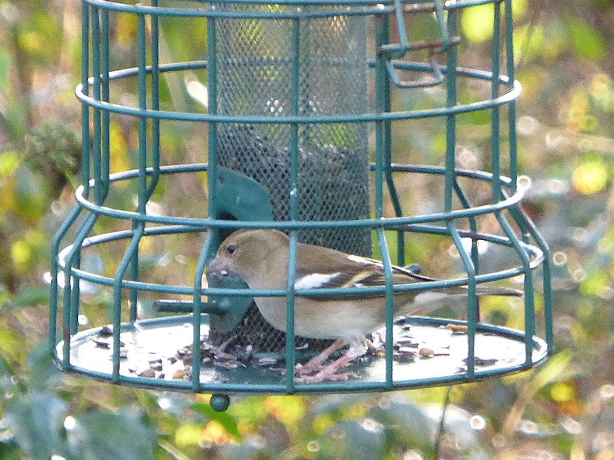 Common Chaffinch - ML646905891