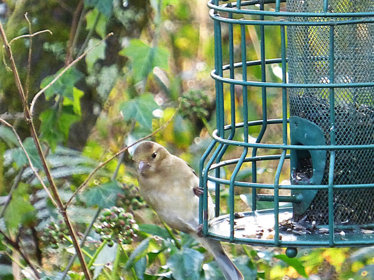 Common Chaffinch - ML646905892