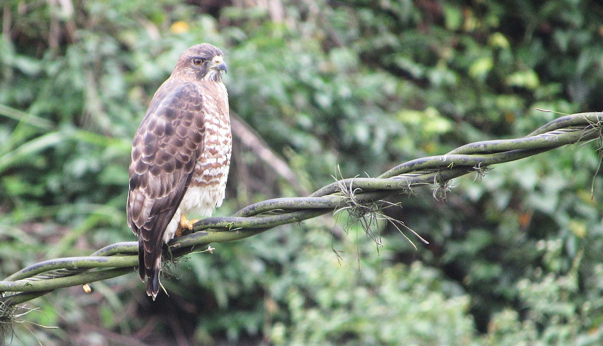 Broad-winged Hawk - ML646905894