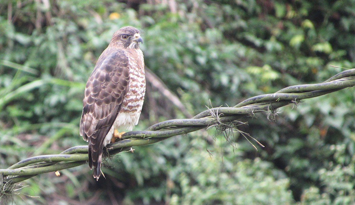 Broad-winged Hawk - ML646905895