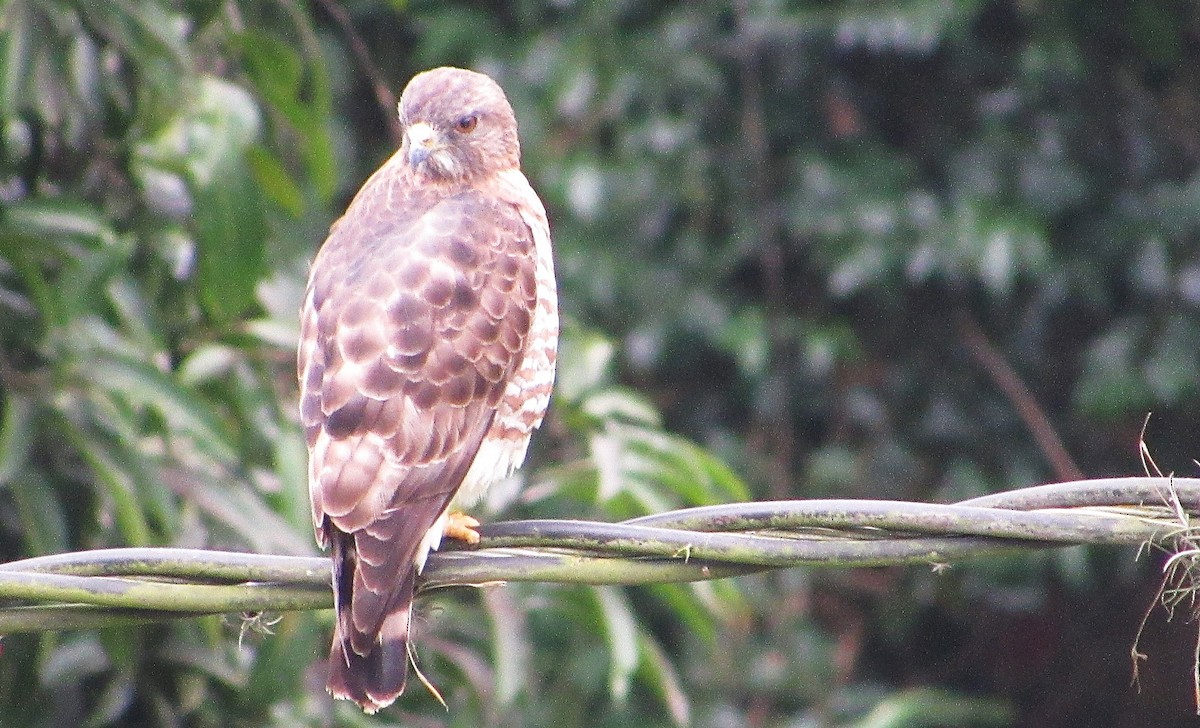 Broad-winged Hawk - ML646905896
