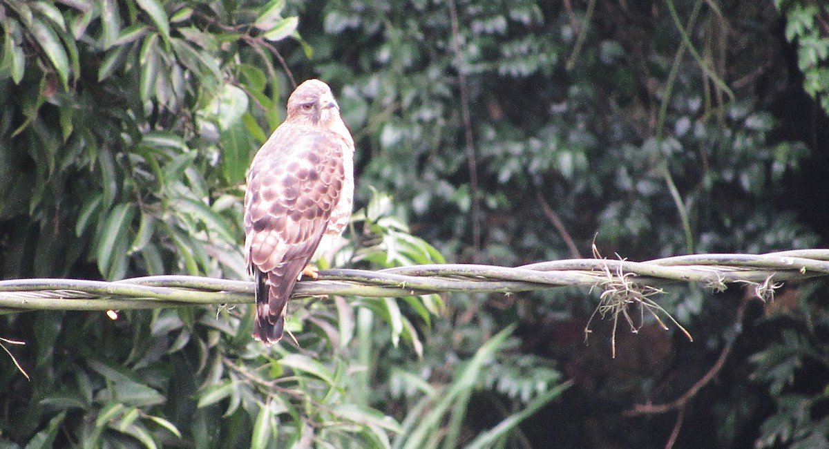 Broad-winged Hawk - ML646905897
