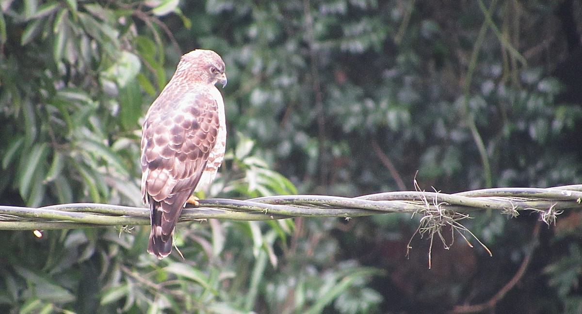 Broad-winged Hawk - ML646905898