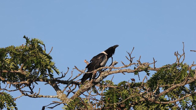 עורב עקוד - ML646905899