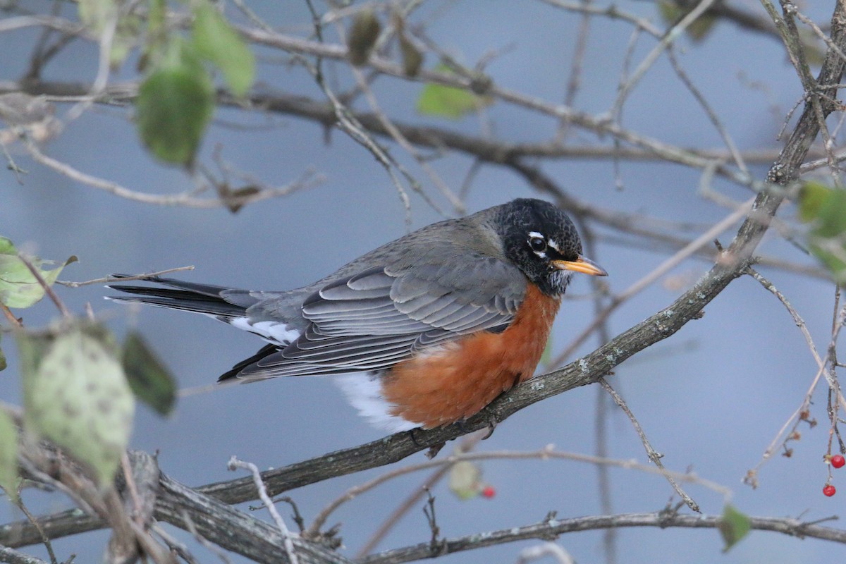 American Robin - ML646905903
