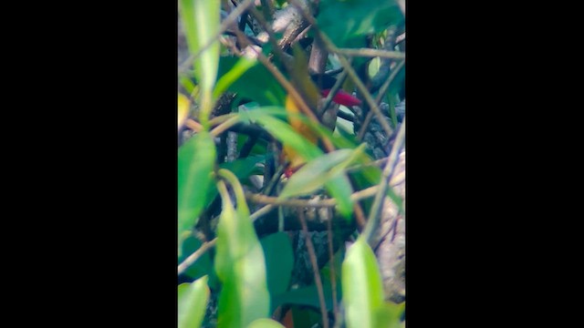 Black-capped Kingfisher - ML646905905