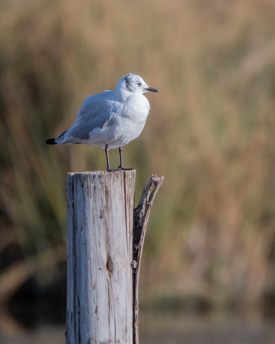 Andean Gull - ML646905907