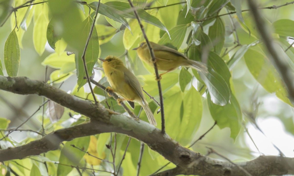 Golden Babbler - ML646905908