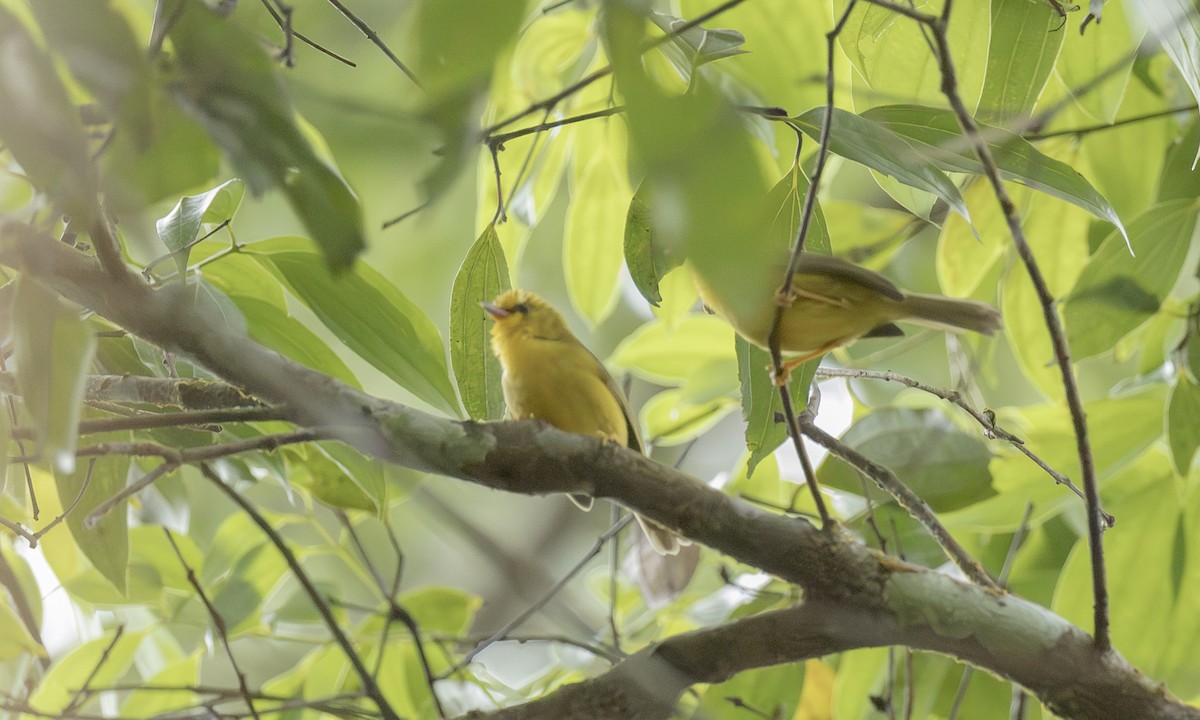 Golden Babbler - ML646905909
