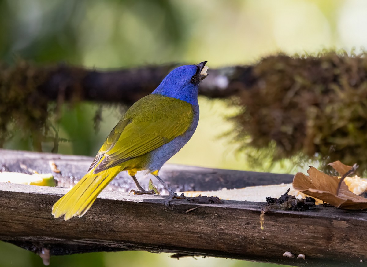 Blue-capped Tanager - ML646905910