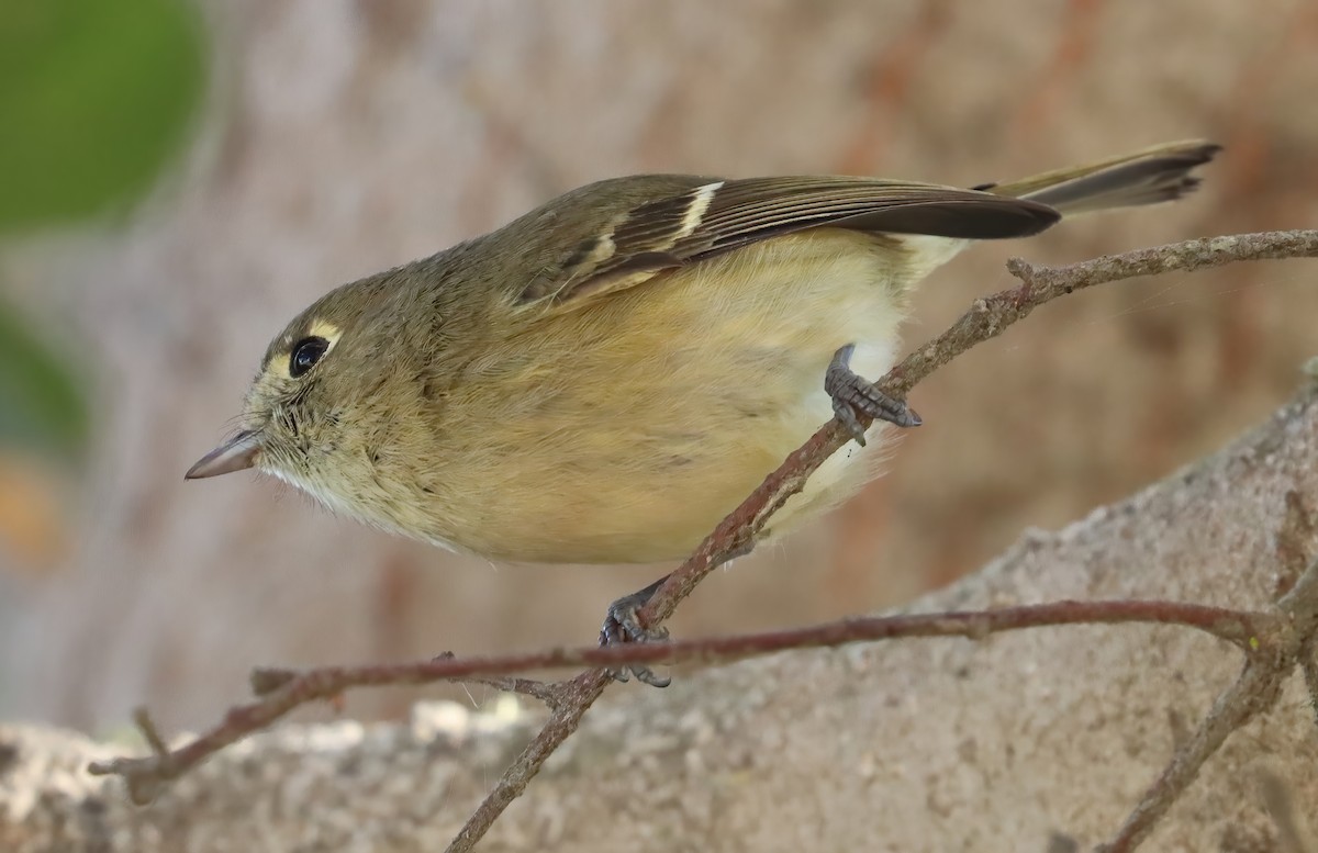 Hutton's Vireo - ML646905911
