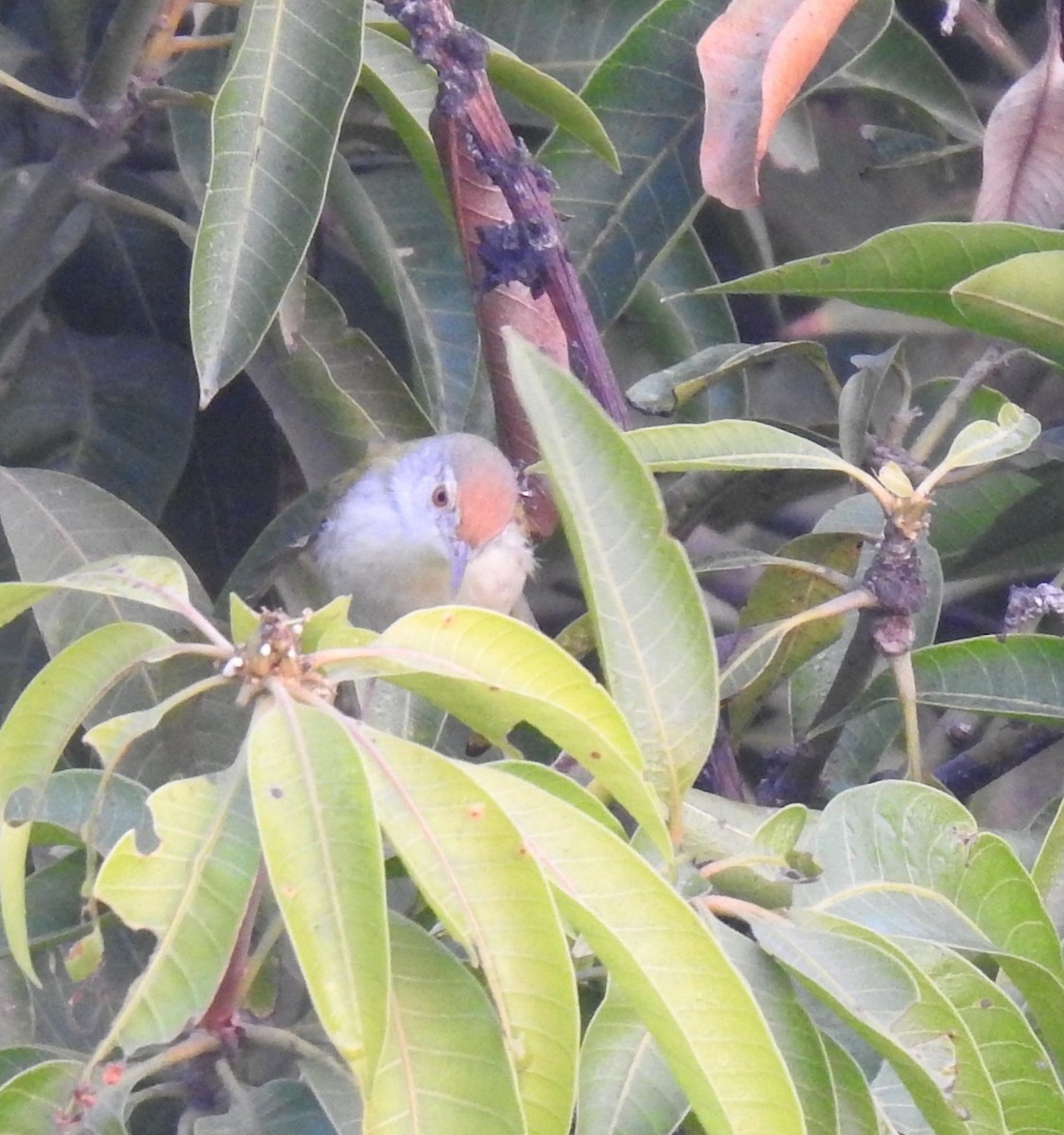 langstjertskredderfugl - ML646905912