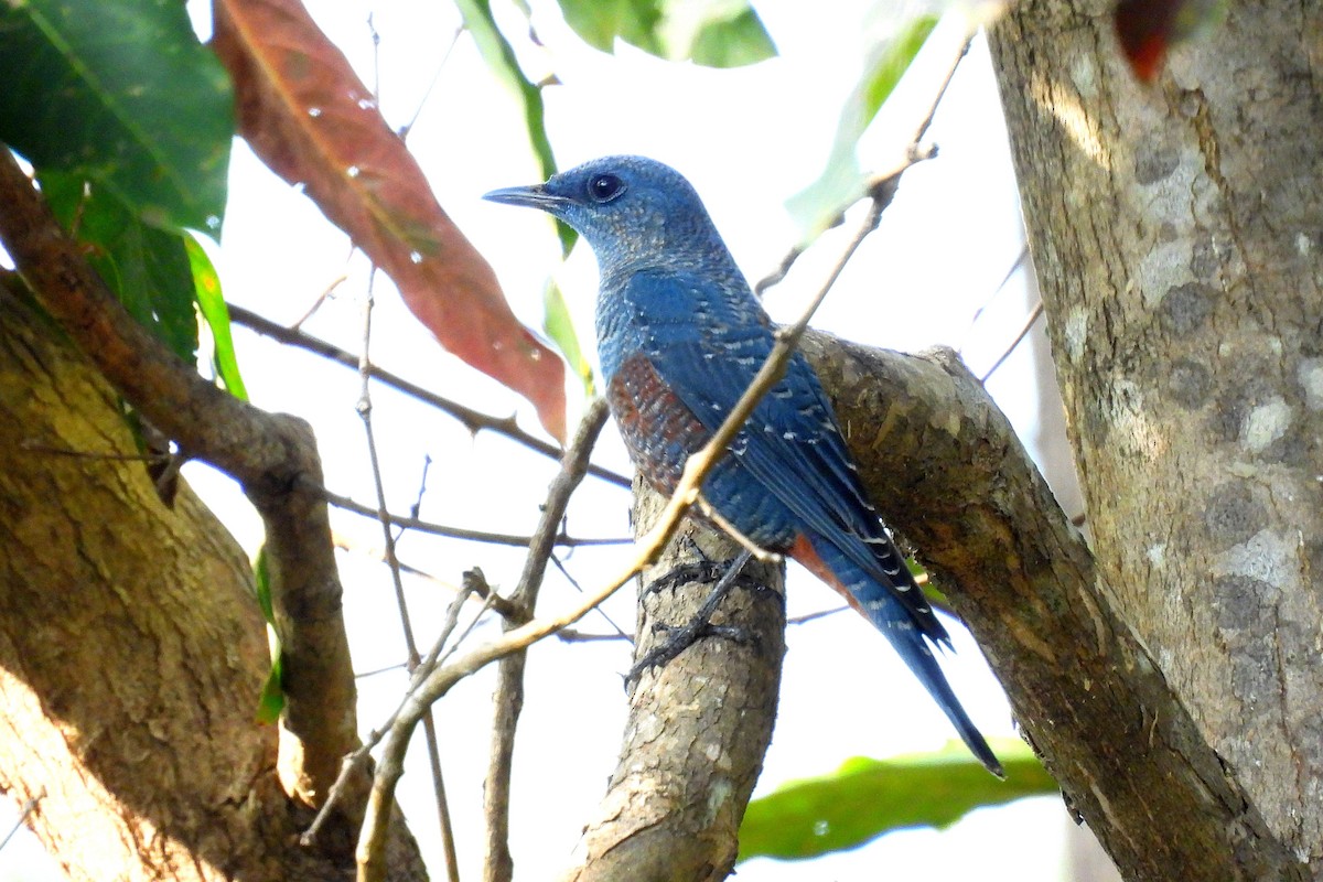 צוקית בודדת - ML646905914