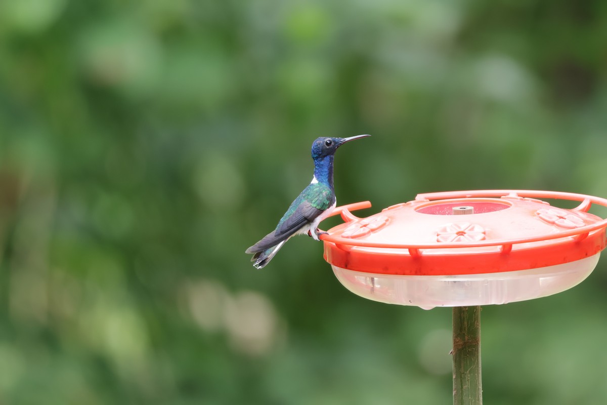 White-necked Jacobin - ML646905915