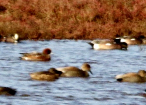 Eurasian x American Wigeon (hybrid) - ML646905916