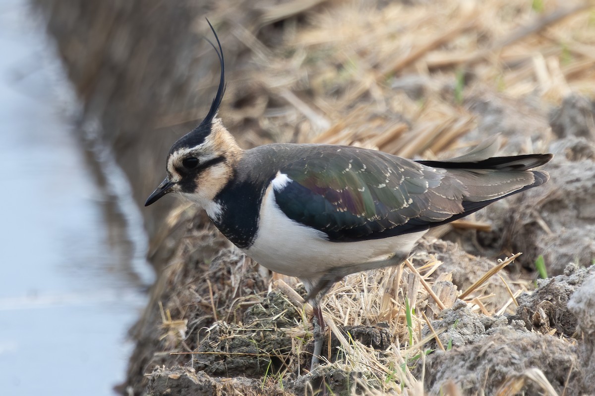 קיווית מצויצת - ML646905917