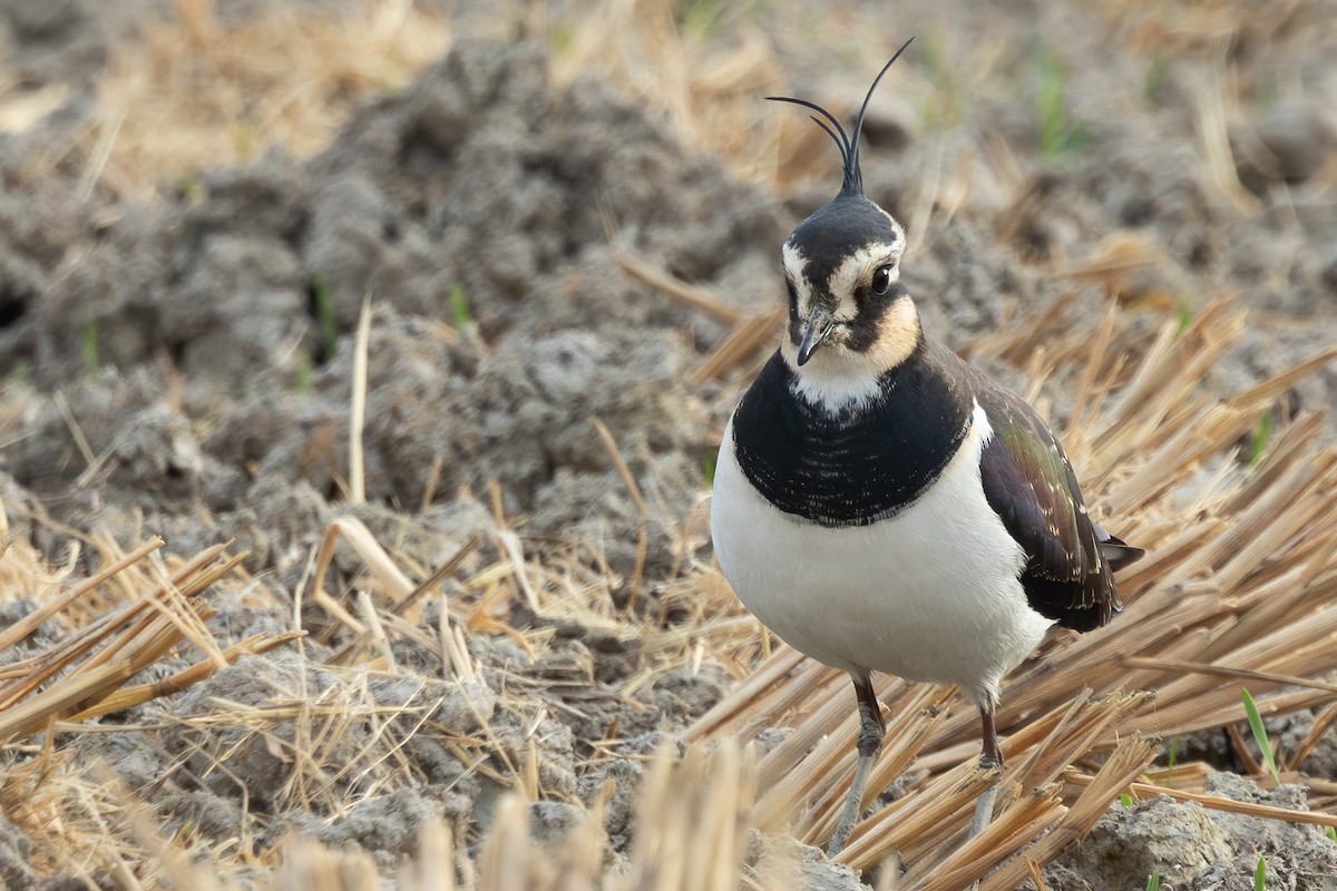 קיווית מצויצת - ML646905918