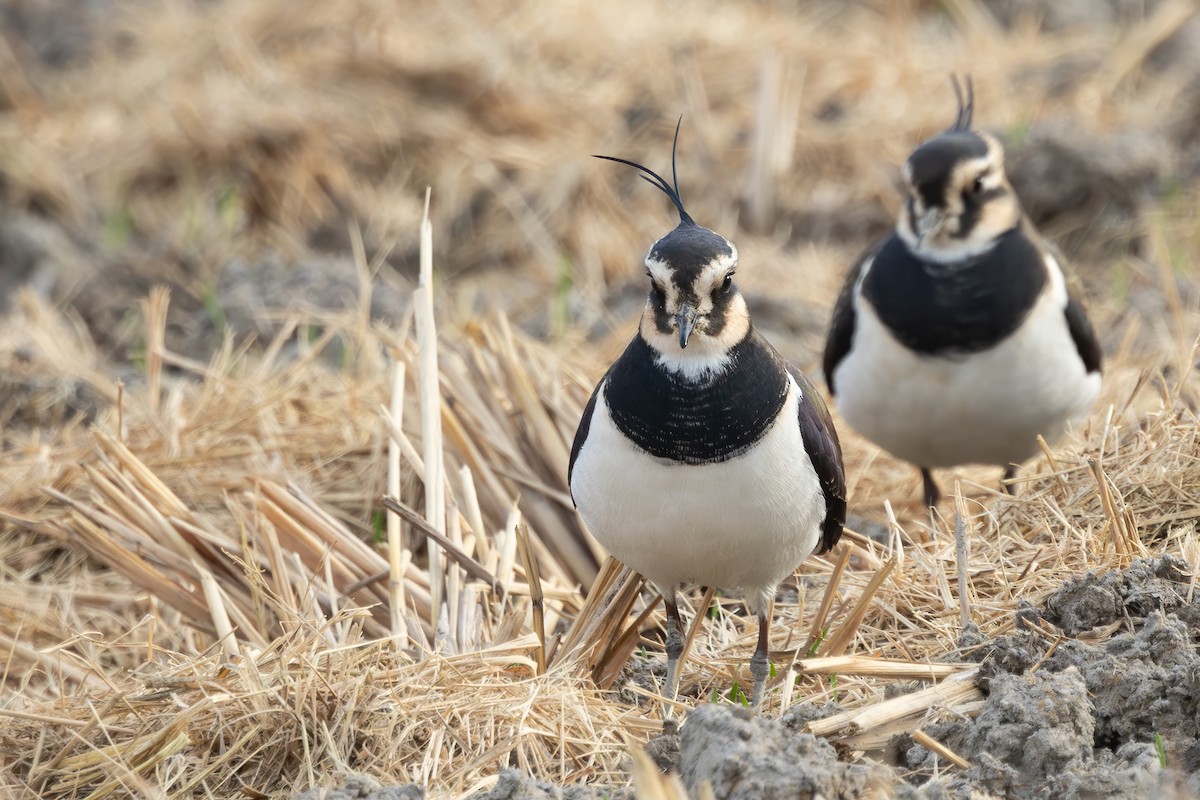 קיווית מצויצת - ML646905919