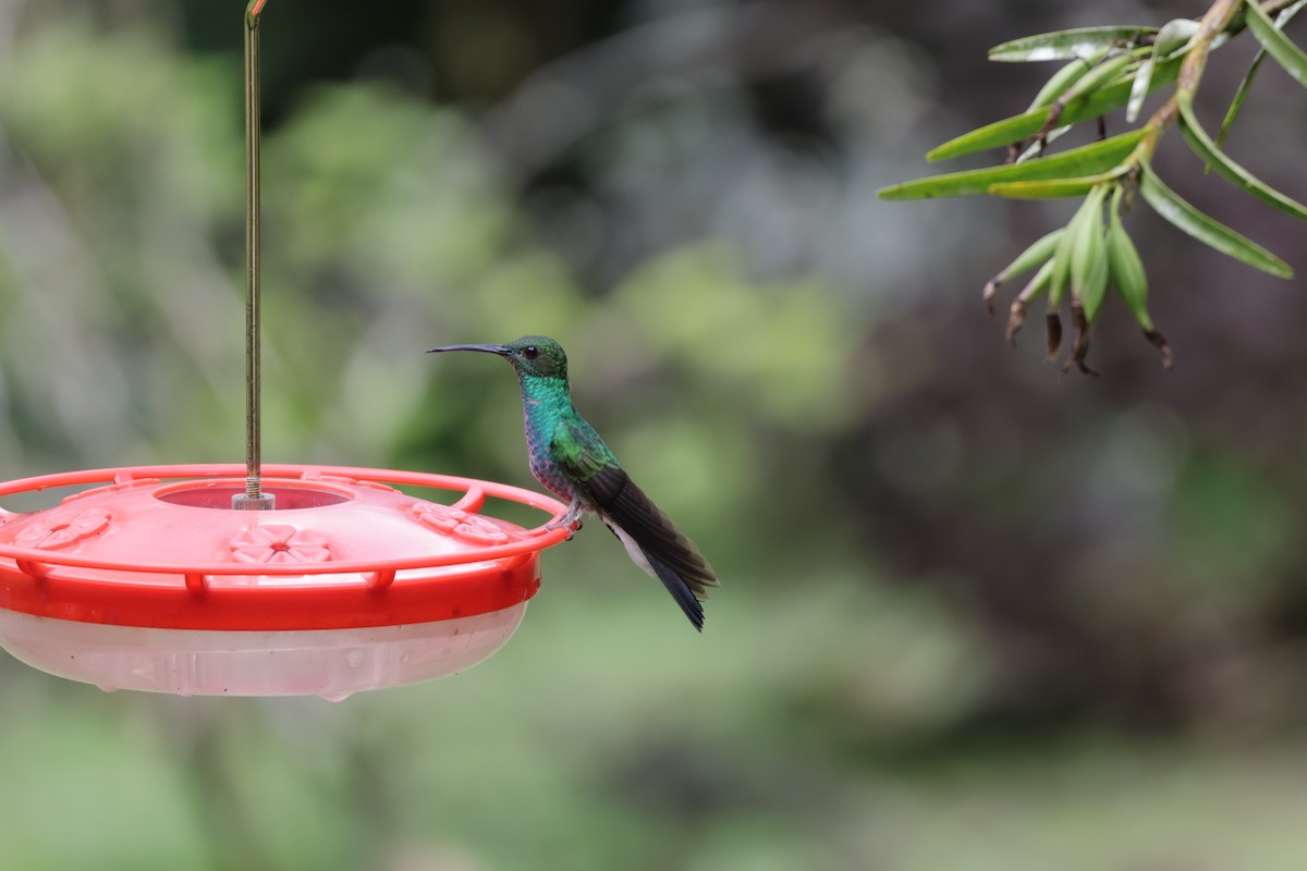 White-vented Plumeleteer (White-vented) - ML646905920