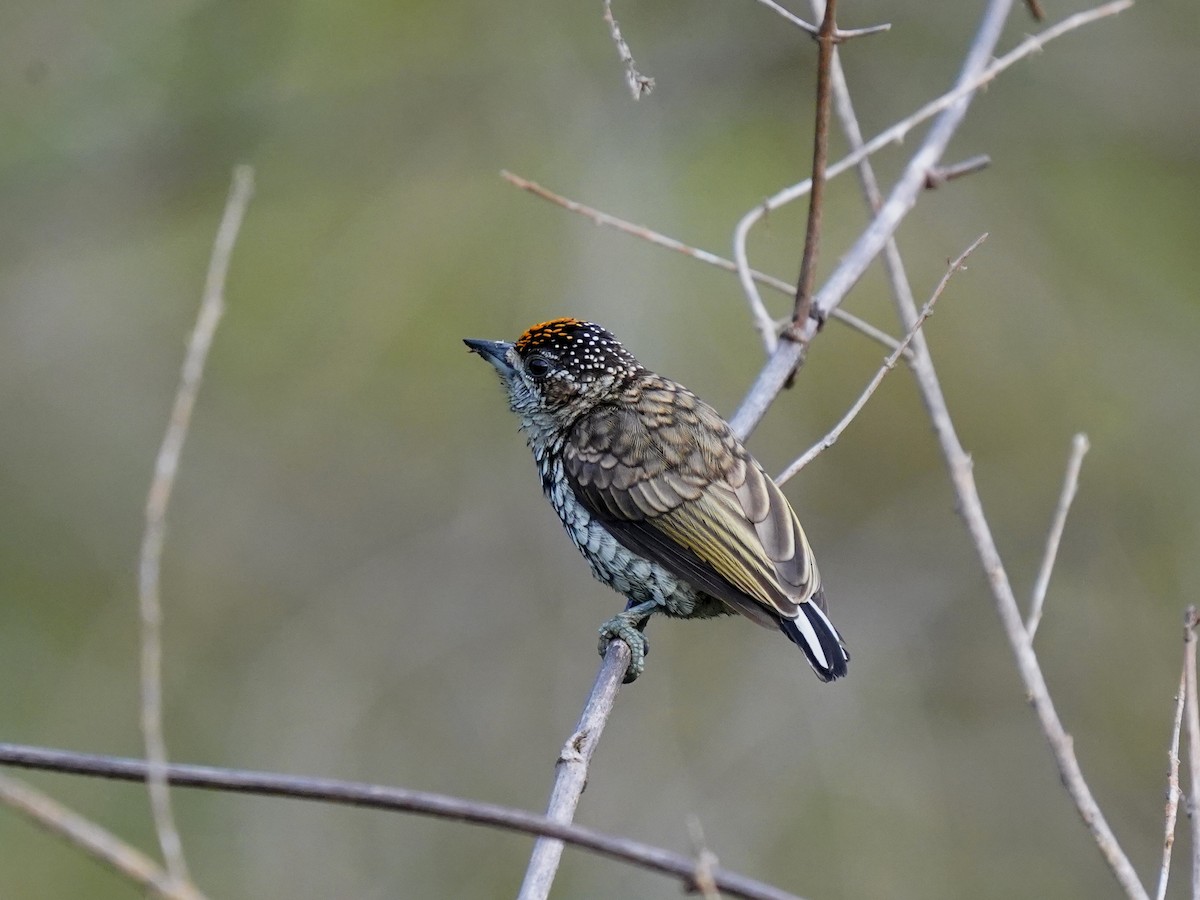 Scaled Piculet - ML646905926
