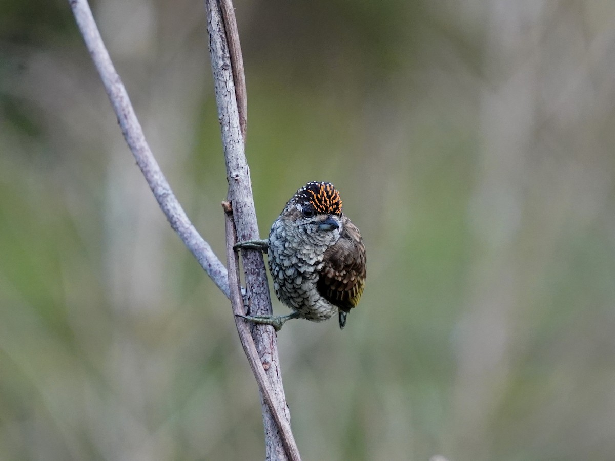 Scaled Piculet - ML646905927