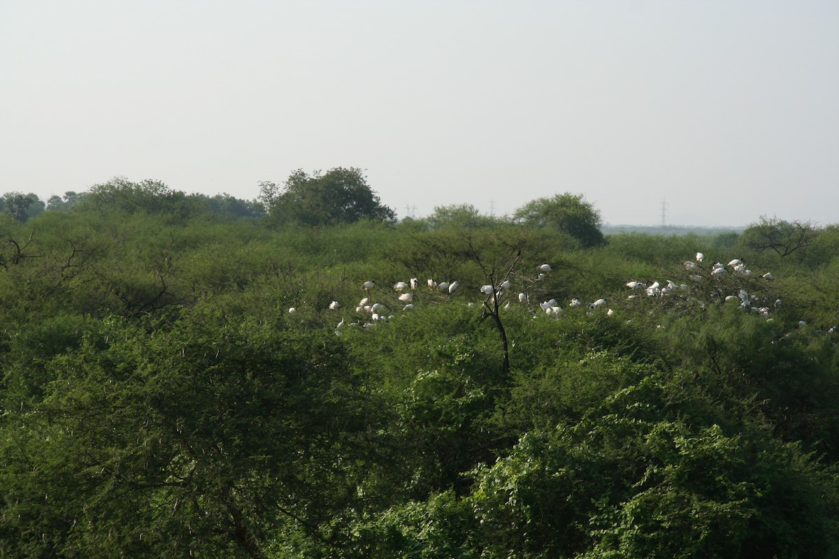 Asian Openbill - ML646905928