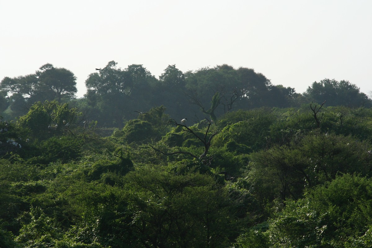 Asian Openbill - ML646905929