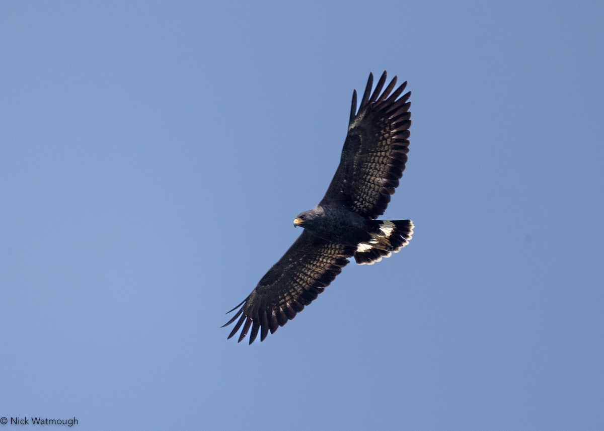 Common Black Hawk - ML646905930