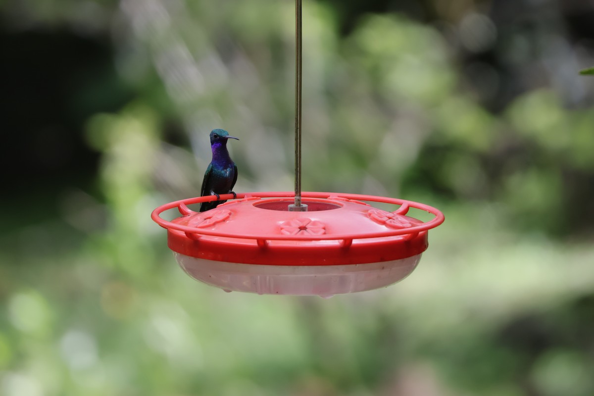 Sapphire-throated Hummingbird - ML646905931
