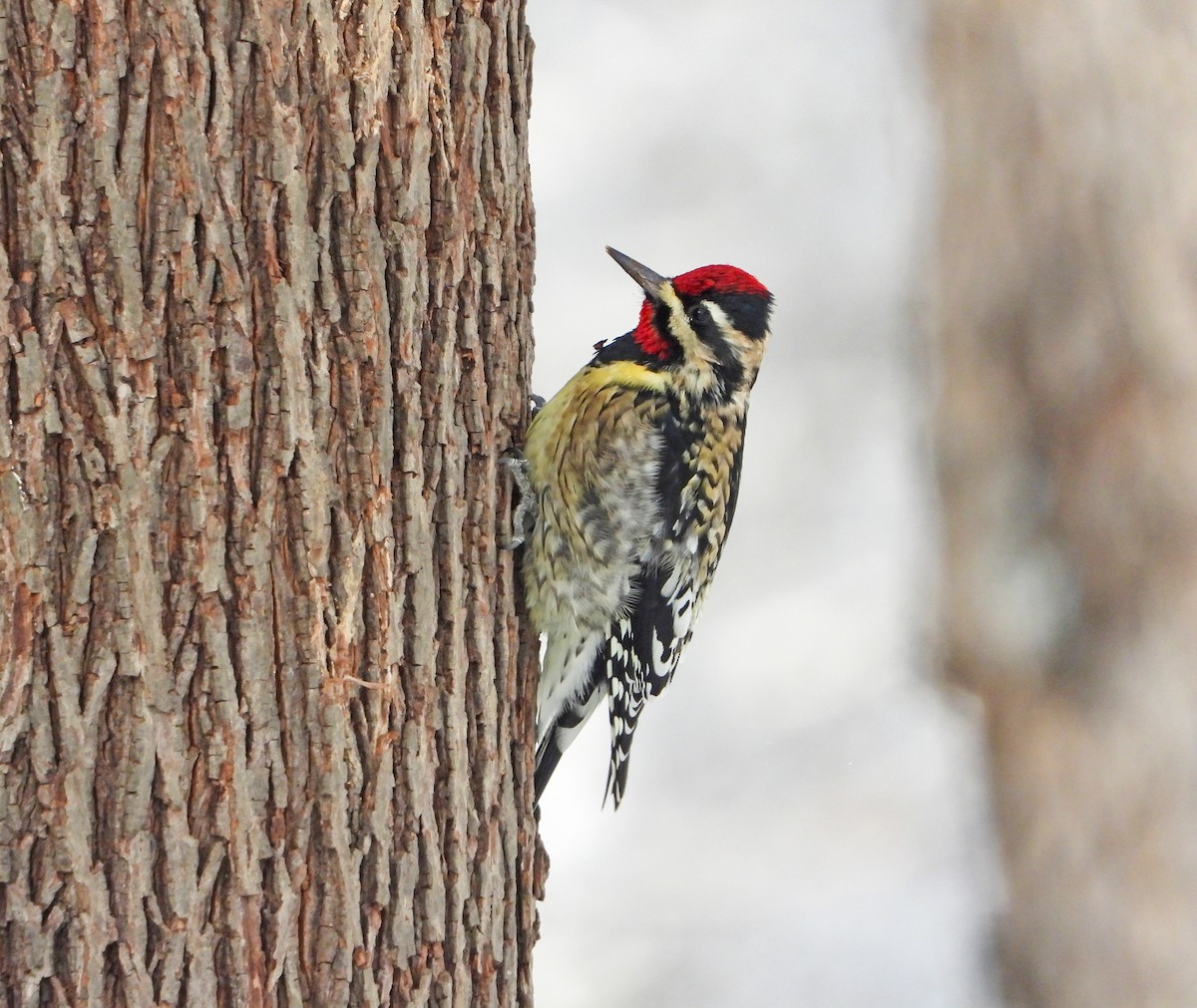 נקר צהוב-בטן - ML646905932